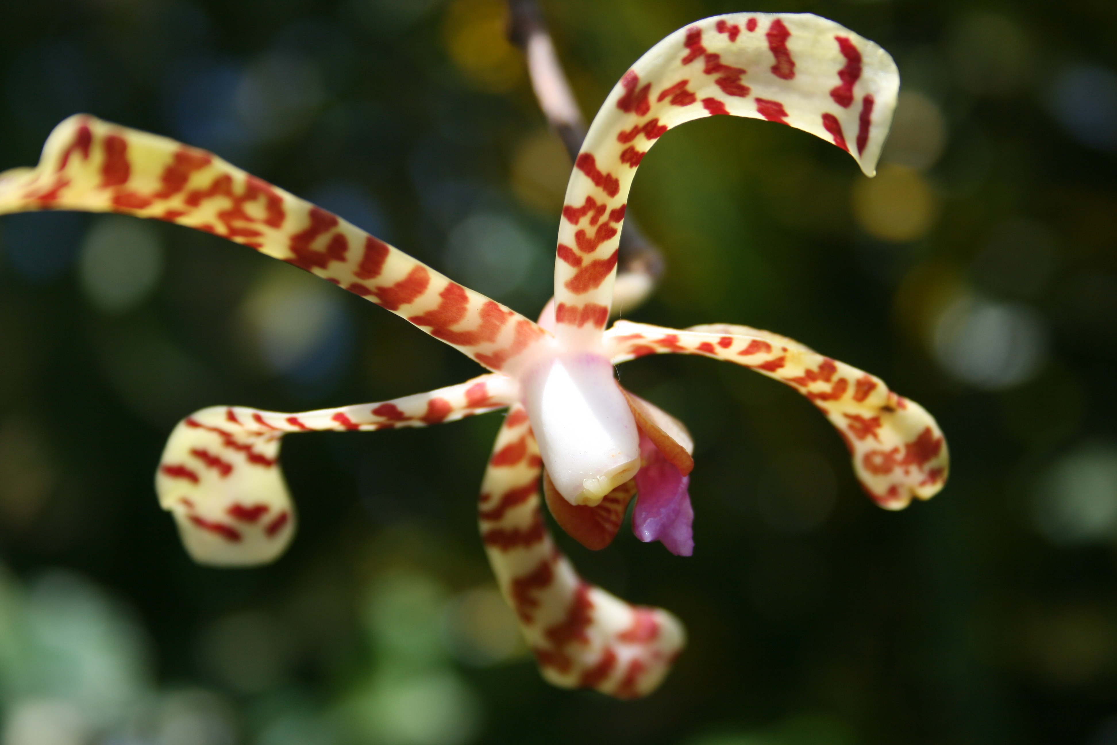 Guadeloupe orkide