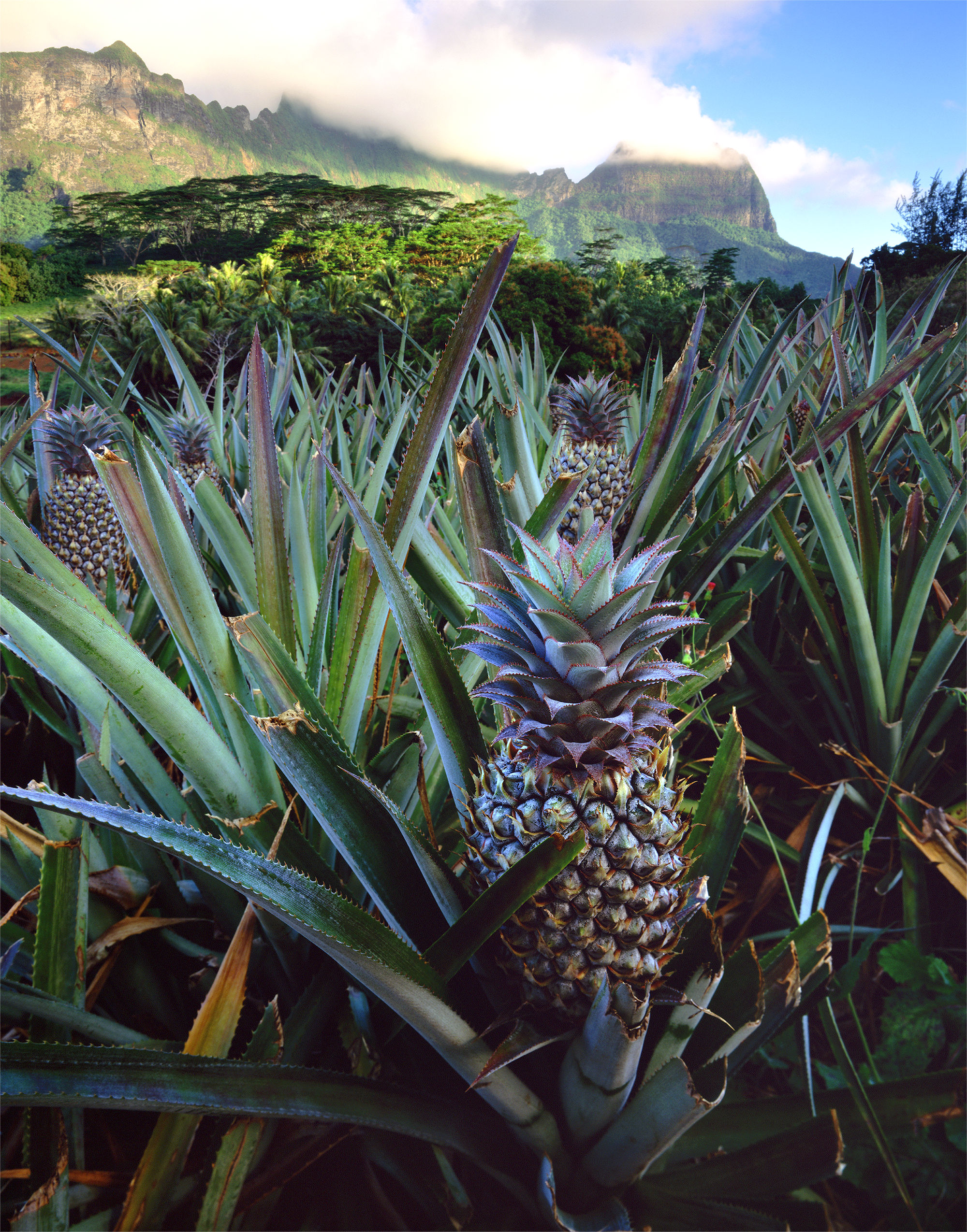 Polynésie française ananas
