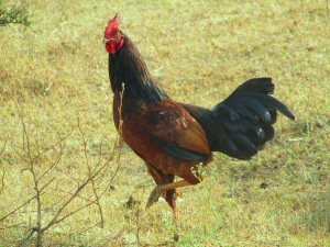 Le coq den galliske hane